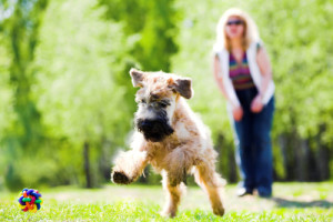 Running dog on green grass and ball (Irish soft coated wheaten terrier)